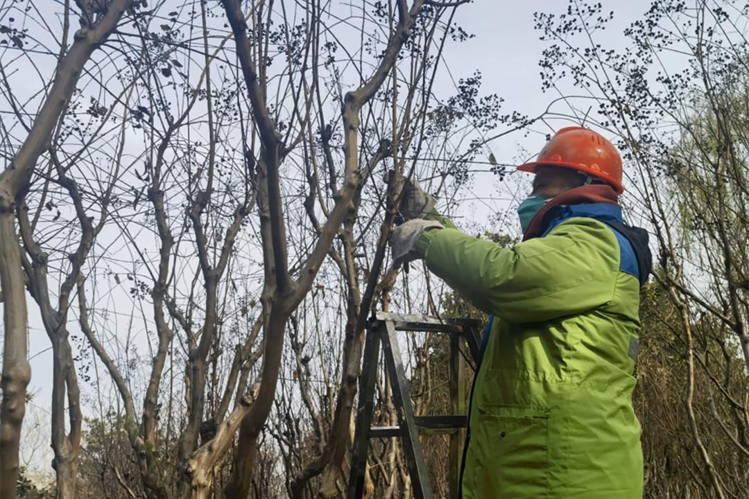 冬季园林绿化养护修剪